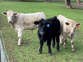 5 yearling steers