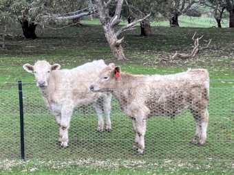 5 yearling steers