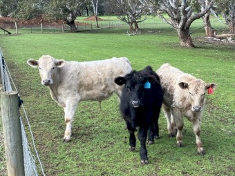 5 yearling steers