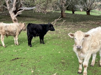 5 yearling steers