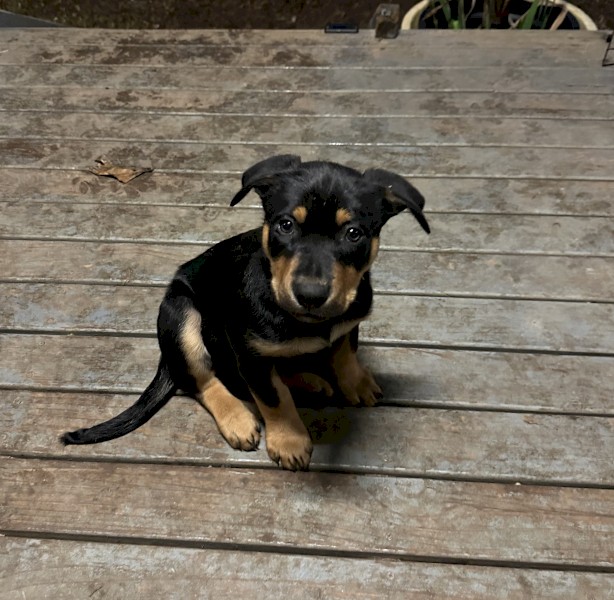Working Kelpie