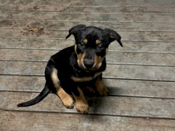 Working Kelpie