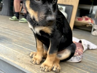 Working Kelpie