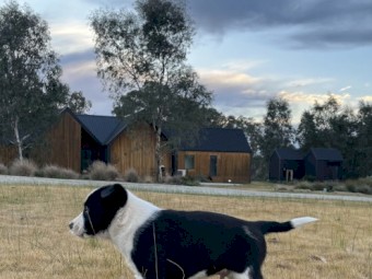 1 LEFT - Working dog Border Collie pups 