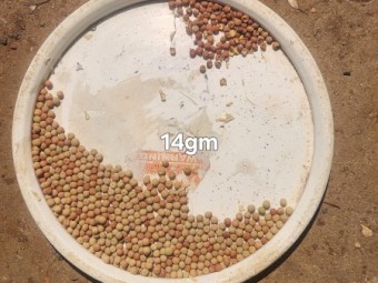 Taylor Field Peas. 