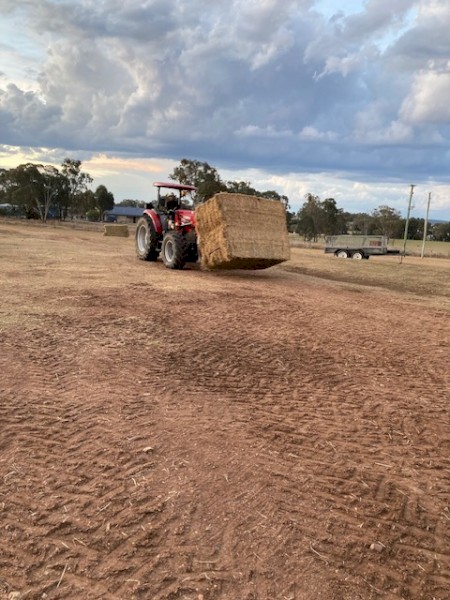 8^4^3 Cavalcade Legume horse Quality  shed-ed hay