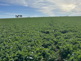 WANTED Lease Cropping Land / cattle grazing country 