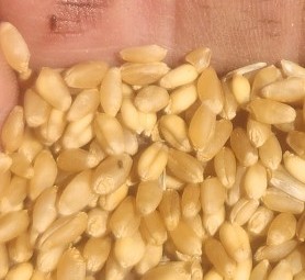 70mt Feed Wheat