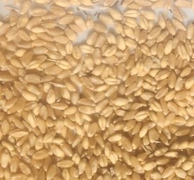 70mt Feed Wheat