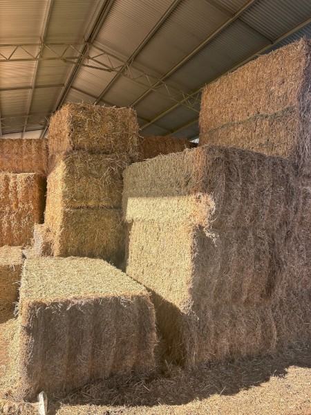 Lucerne Hay
