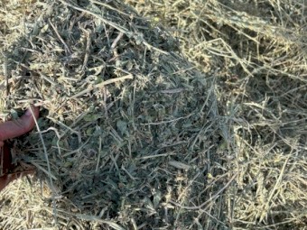 Lucerne Hay