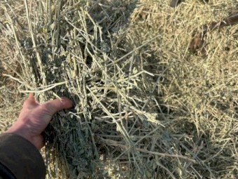 Lucerne Hay
