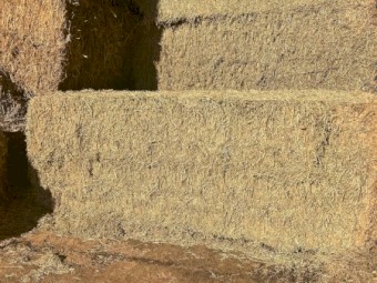 Lucerne Hay