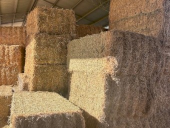 Lucerne Hay