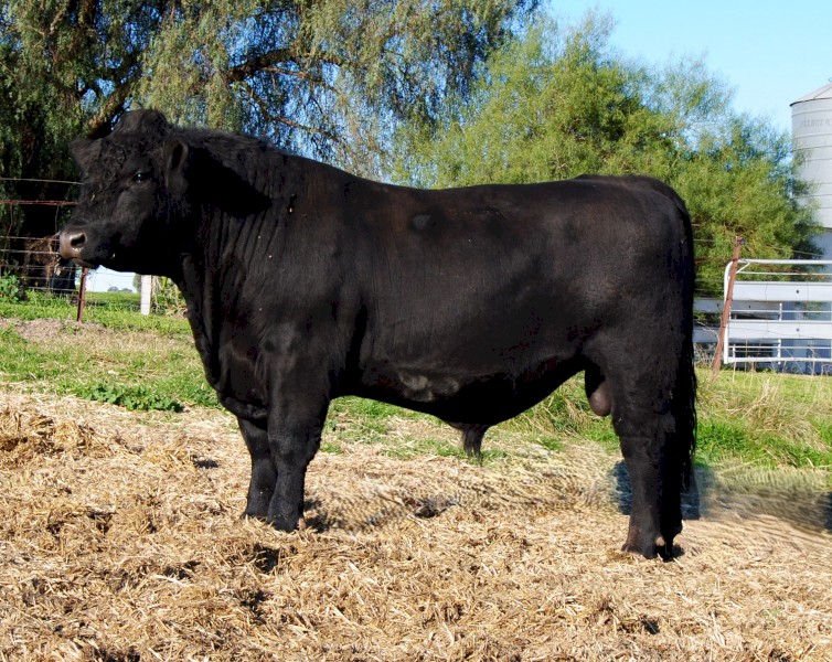 Angus Bull