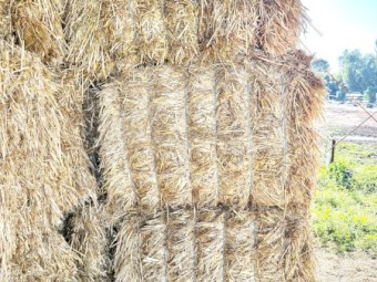  Oaten Hay 