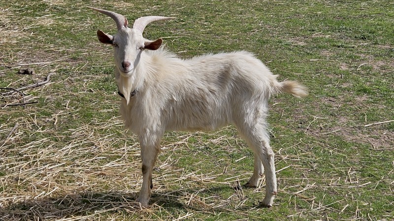 Purebred Saanen Milking Goats - Buck and Does