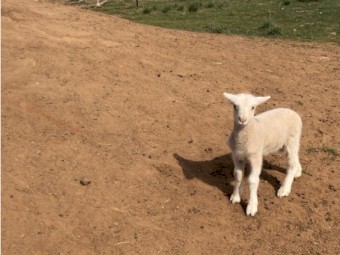 Permanent Care Offered for Orphaned Lamb Livestock, Not for Profit Livestock Sanctuary