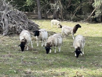 10 x Dorper Ewes