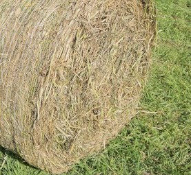 400 Prime Forrester Oaten Hay Round Bales – Irrigated, Weed Free – Mingoola
