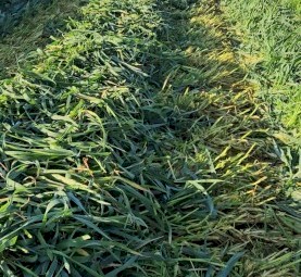 400 Prime Forrester Oaten Hay Round Bales – Irrigated, Weed Free – Mingoola