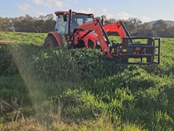 400 Prime Forrester Oaten Hay Round Bales – Irrigated, Weed Free – Mingoola