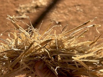 200mt Wheaten Straw Tailings 8x4x3 Bales