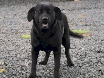 2 Pure Bred Black Labradors with Papers