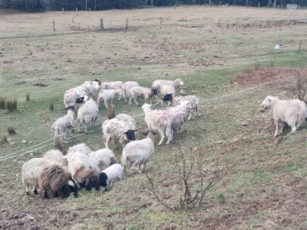 30 x Lambs, Rams and Ewes