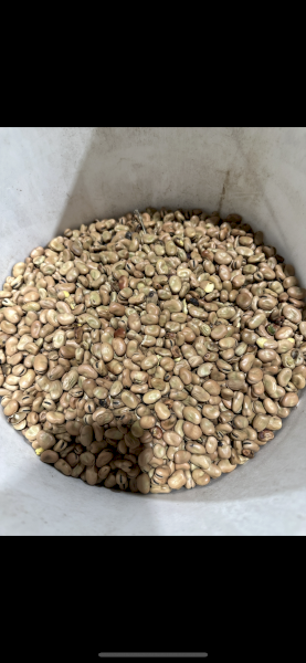 18.8 ton Faba beans