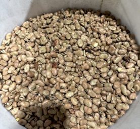 18.8 ton Faba beans