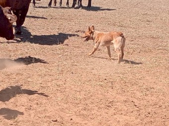 Stumpy Tail Red Cattle Dog