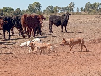 Stumpy Tail Red Cattle Dog
