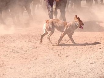 Stumpy Tail Red Cattle Dog