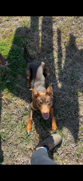 8 month old working purebred Kelpie