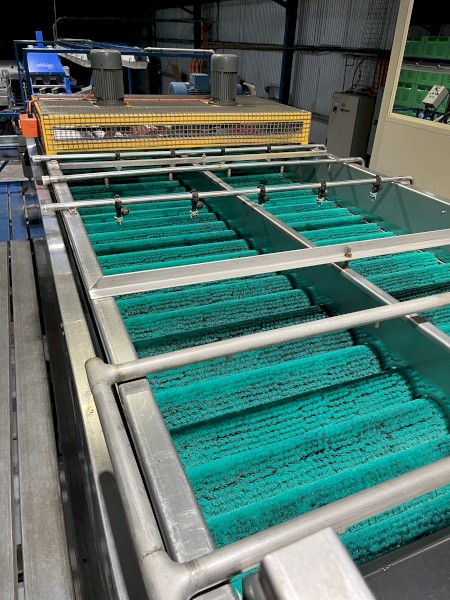 Fruit Infeed System