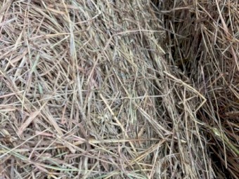 24 bales delivered 4^4  RHODES GRASS  HORSE HAY available now 0220/2026