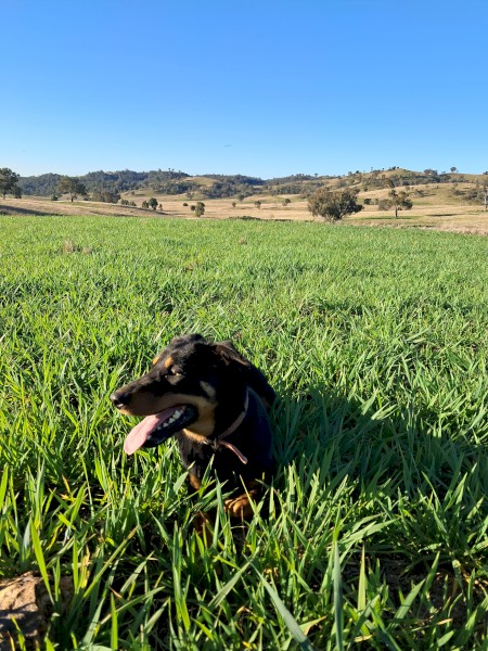 Working Kelpie
