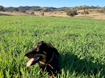 Working Kelpie