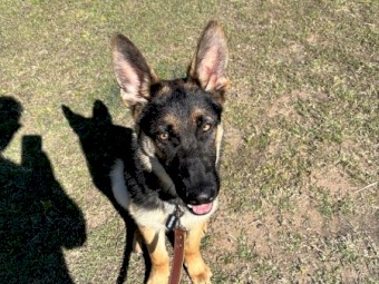 5 month old German shepherd 