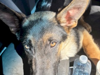 5 month old German shepherd 