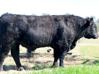 Galloway x Angus Bull for sale - Ubeauty - U02