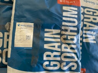 MR Bazley Elite Seed for Sale