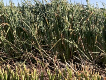 2025 Oaten hay