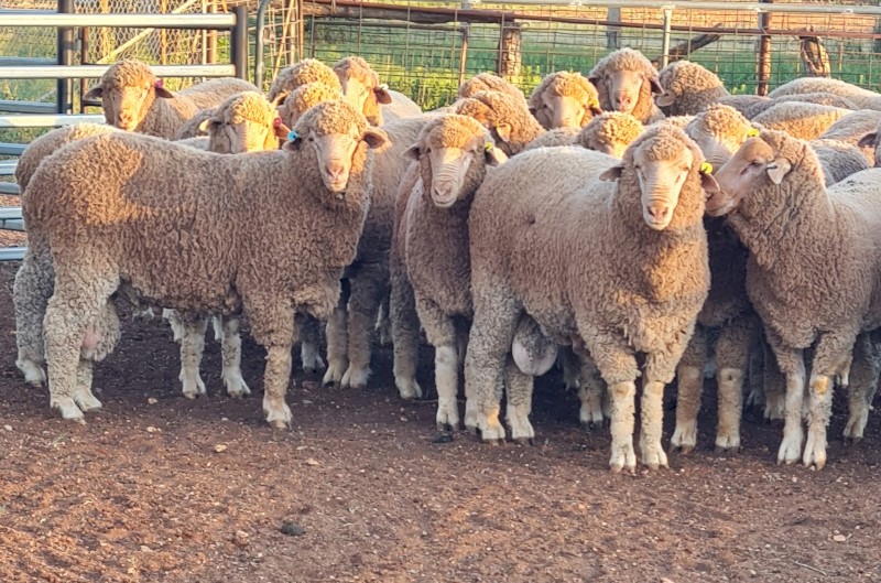 60 x Thompson Poll Merino Stud Rams