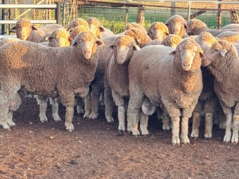 60 x Thompson Poll Merino Stud Rams