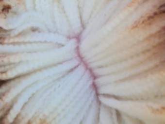 60 x Thompson Poll Merino Stud Rams