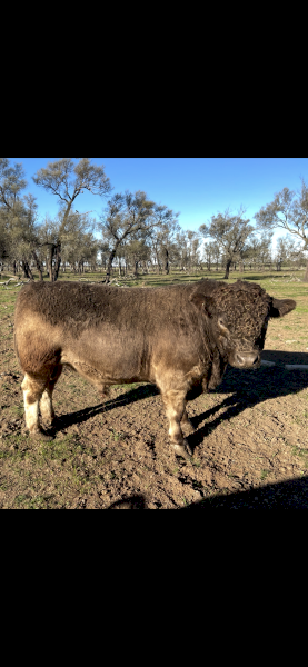 Square Meater Bull