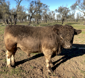 Square Meater Bull