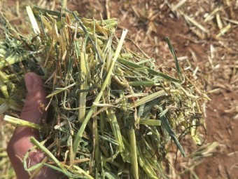  Oaten Hay